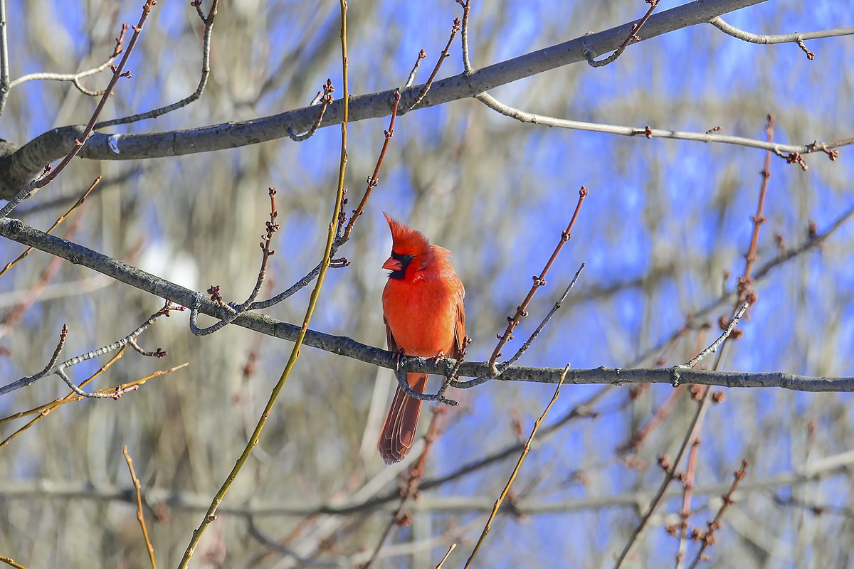 JamesMontanus's tweet photo. Sunny + blue sky = good day to shoot colorful birds, as it was yesterday. Fun fact: only the male Cardinals are red - does anyone know why that is? https://t.co/btnsRA4Usq