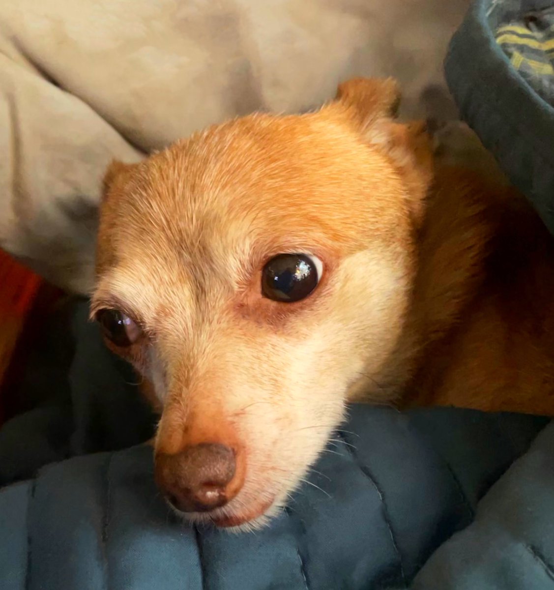 sarahanunn's tweet image. It’s #WhereAreMyEarsWednesday &amp;amp; that’s exactly what Wiley is wondering.
☺️
#WednesdayMorning #DeepDogThoughts #Chihuahua #rescuedog #AdoptDontShop #SeniorDog #DogsofTwittter