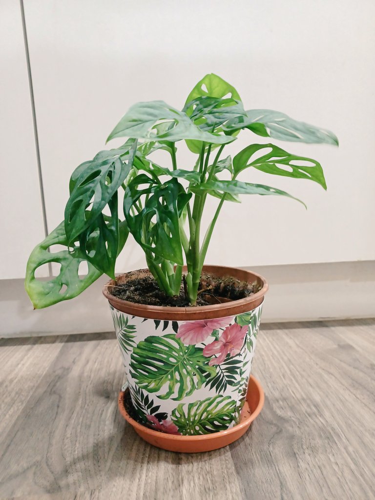 estpwc's tweet photo. New responsibility. I have 'living thing' to take care of now. Reminded me of a friend who has to ask her neighbour to babysit her plants while she is away 😆 #monstera https://t.co/my6WqGJznd