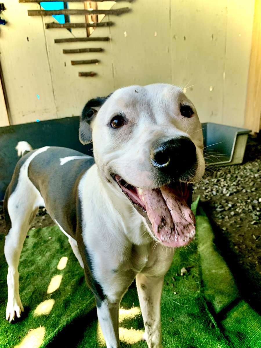 Pack Shack Dog Day Camp (K9DayCamp) Twitter