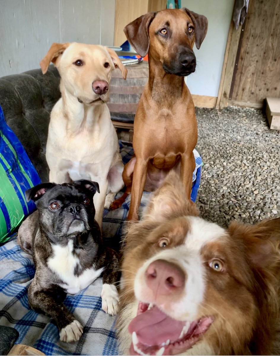 Pack Shack Dog Day Camp (K9DayCamp) Twitter