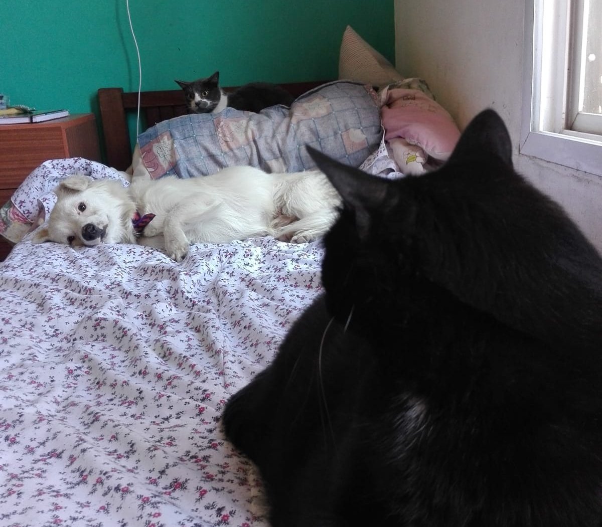 roglamur's tweet photo. Ayer dormía al lado d mi cama...hoy en la cama de mi hija con las 2 gatunas...esto es un desmadre🤣🤣
#mike #perlita #mitina https://t.co/o5w6dFDShg