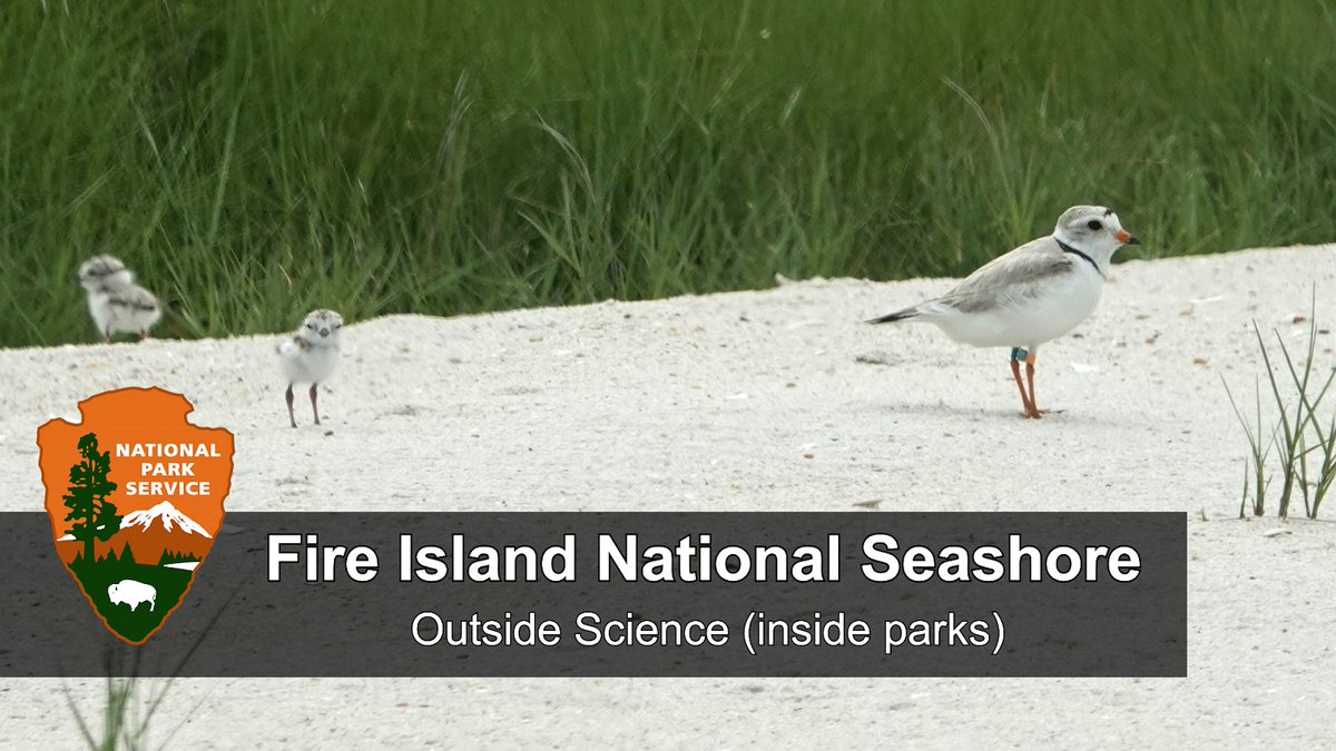 NatureNPS's tweet photo. It's #NationalBirdDay! In this episode of #OutsideScience, join interns at @FireIslandNPS as they work to protect nesting shorebirds.
Watch it now - https://t.co/u0rePkQ50s
#ParkScience https://t.co/SYZ7sLwNNU
