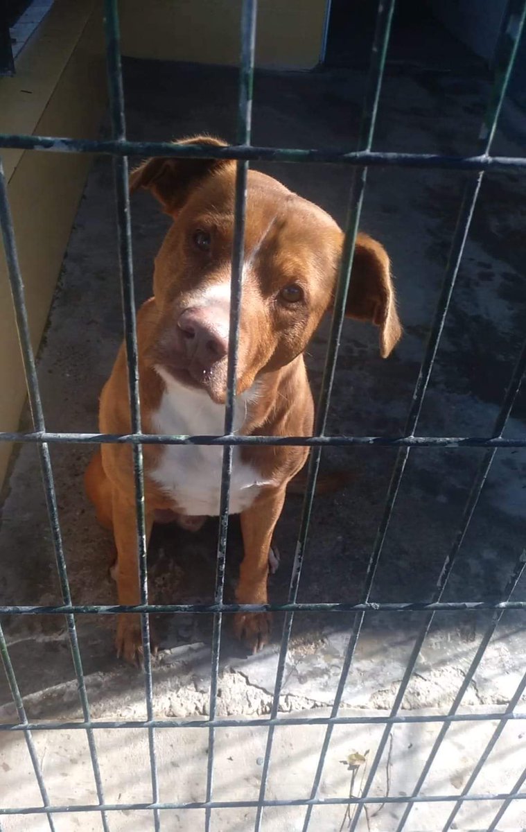 SilviaMylo's tweet photo. Tigretón tiene 2 años, 
está muy triste, sabe que es muy difícil que salga de la perrera😢
Ve irse a otros perritos y tras la rejas alegra la mirada un momento, luego se da la vuelta con el corazón roto💔
Nadie, nadie nunca para él 😢
652 22 11 78
699 73 13 30
Perrera de Jerez https://t.co/1sIiSQJw8H