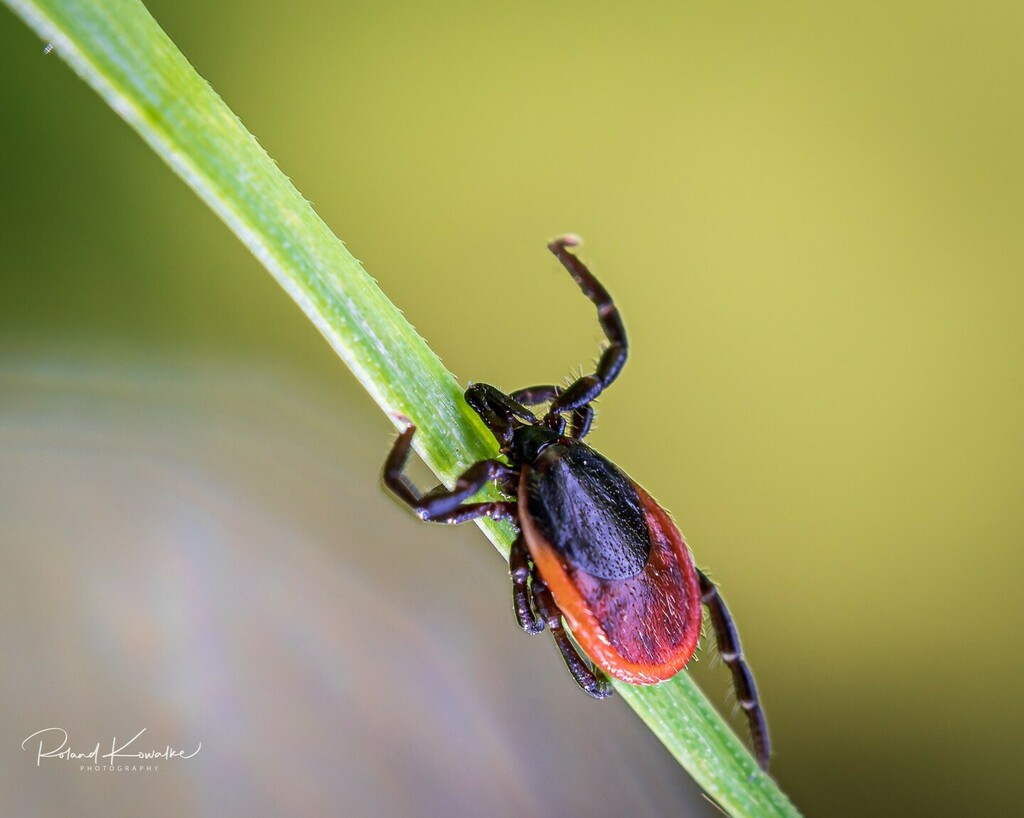 Heute zeig ich euch ein Bild aus dem Sommer - bei einer Macro-Tour konnte ich dieses kleine Spinnentierchen ablichten. Näheres Kennenlernen wollte ich dann aber doch vermeiden 😉 - einen Zeckenbiss ist nicht so mein Fall.

#zecken #macro #makrofotogra… instagr.am/p/CYWxmsuqw14/