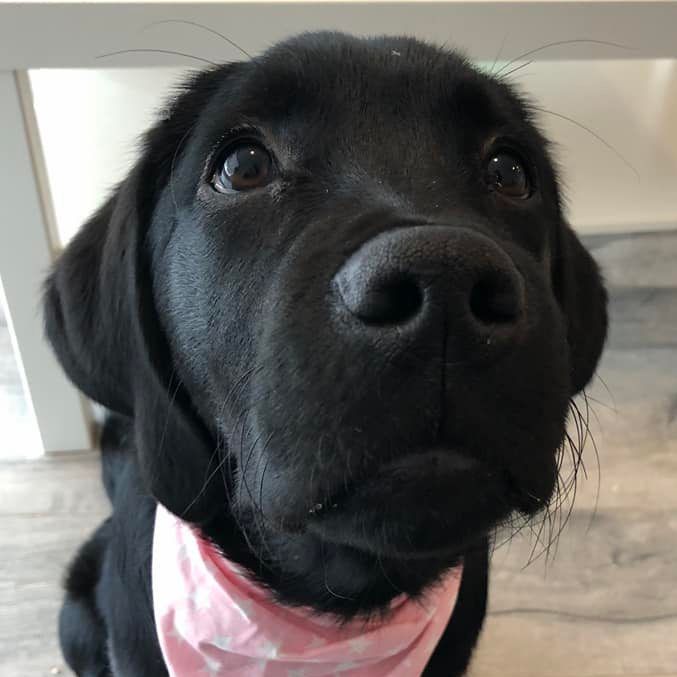 Double tap to boop the nose!