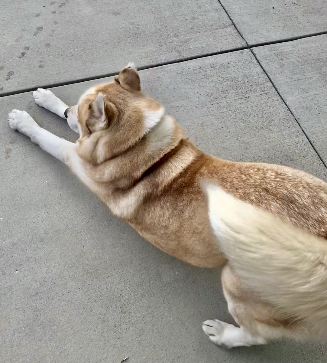 MoniCute72's tweet photo. Hello, just doing a little yoga before starting my day 🐕💗 #DogsOfTwitter https://t.co/qhvRvSOs8K