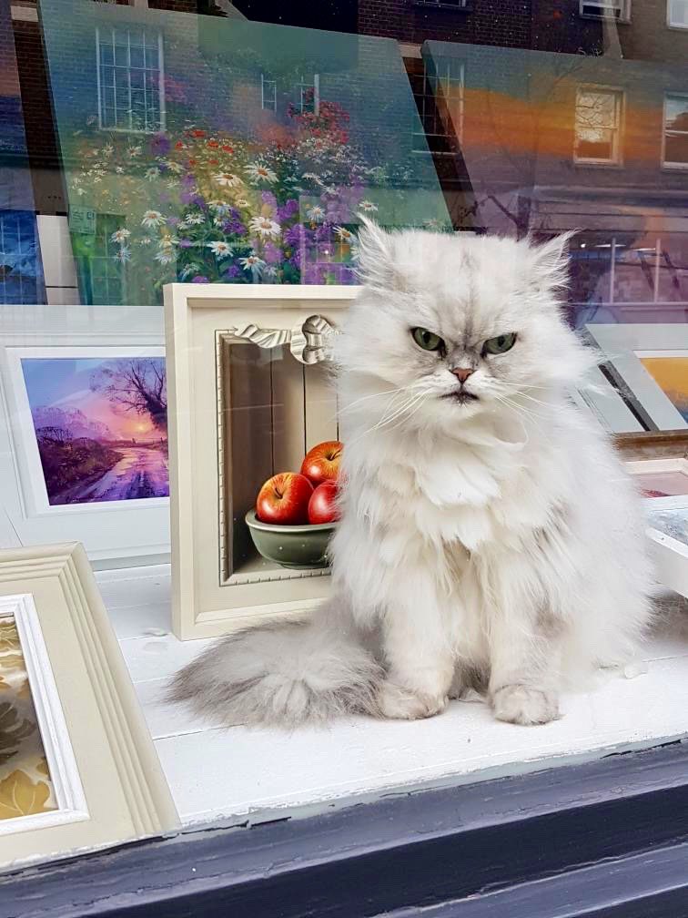 Bodegacats_'s tweet photo. https://t.co/9iOFuObOTa