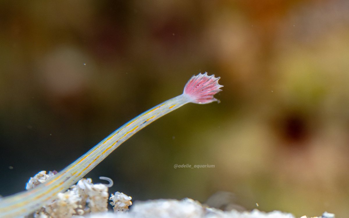 adelie_aquarium's tweet photo. アクアマリンふくしまで見られる小さな尾びれ
#1日1ヒレ #ヒレ活
#イシヨウジ #Bandedpipefish
#アクアマリンふくしま
#alpha_newgeneration #α9ii #sony #マクロレンズ https://t.co/t9lDHXVkDt