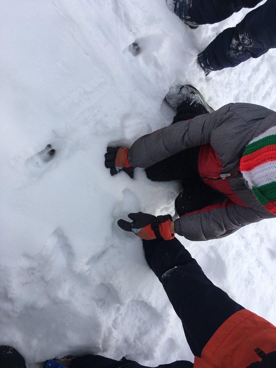 LefurgeTam's tweet photo. Searching for animal tracks. We found lots on the trail behind our school. #rpscrestwood https://t.co/fpYay8ZLTj