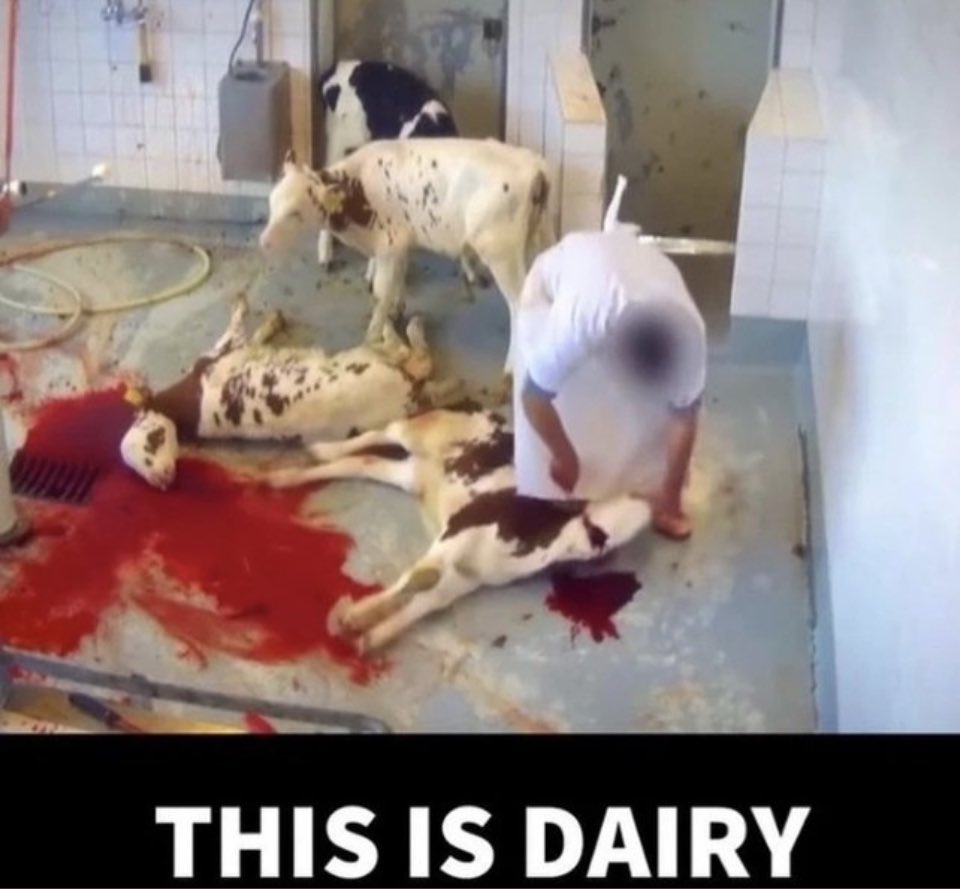 Gail7175's tweet photo. #dairy fharming 101: kill the “waste product” male babies 💔 #cowtruth #milk #MilkTruth #glassandahalf #LaughingCow #GoVegan https://t.co/6ug1waY1zc