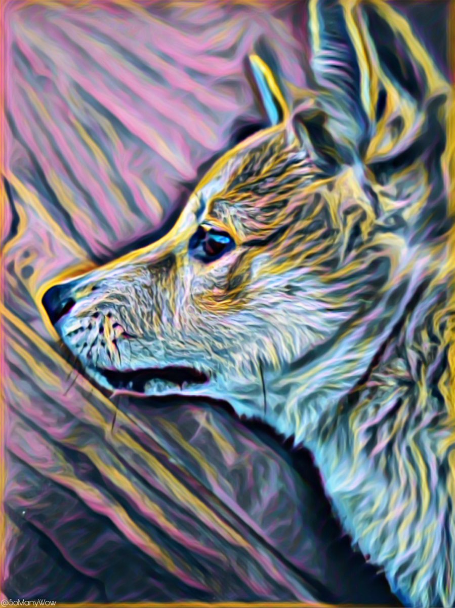 AlphaDoge's tweet photo. #GalacticDoge #DogeCoin #DoOnlyGoodEveryday 
#ShibaNamedInu
#FashionDoge
#NFTs
#Jpeg https://t.co/mJc9KGuoF6