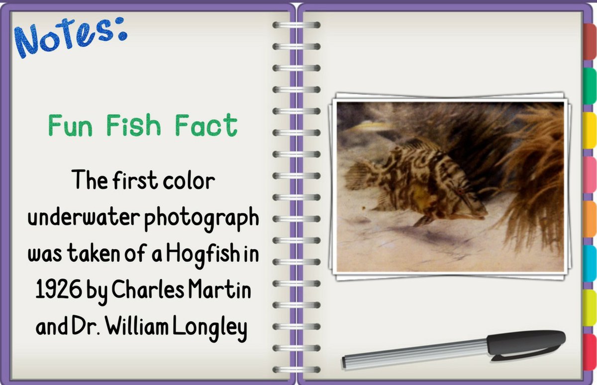 MotherPuffers's tweet photo. Fun Fish Fact ๐ #funfishfact #facts #wednesdaythought https://t.co/XZhbiezosg