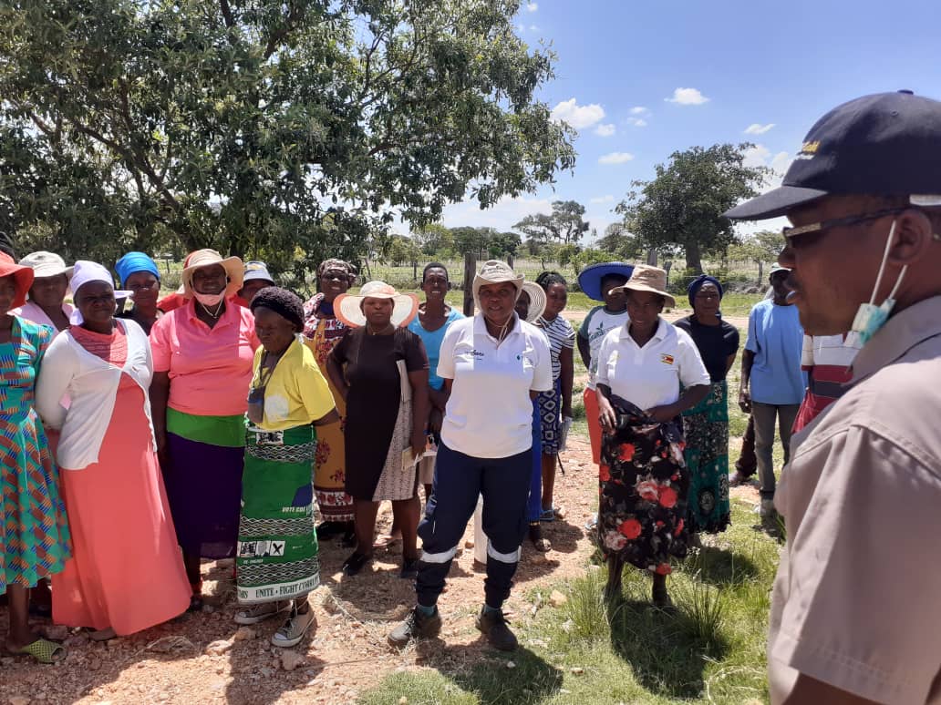 CelinaHatidani's tweet photo. What's your take???
Should your Agronomist have their own field too or they should provide service to you only.
#midnight tweet 
@Saliey1019 
@MpondaSabinus 
@Madanzit 
@mucharedzeyi 
@CropDoc_Onias 
@FarmDudeZW 
@ndakaripa 
@ChembelaJustice 
@lindagabriel263 https://t.co/mxRXP8rGVe