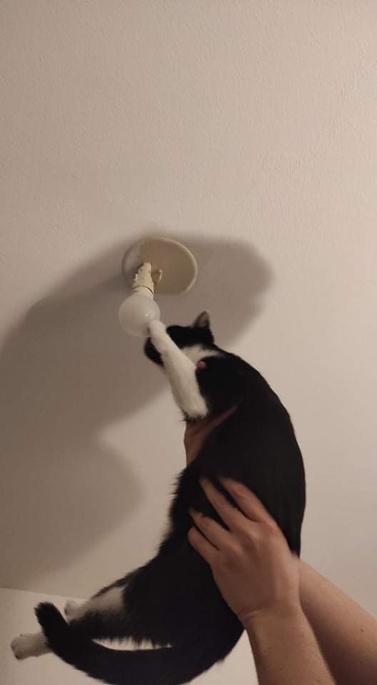 Sushi - Cherchose en comportement des mains 🐱 tweet media