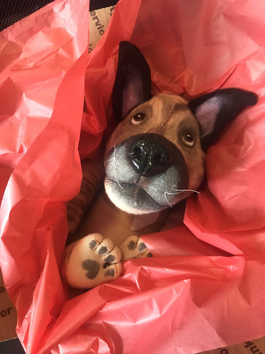 originalsockdog's tweet photo. Headed home to their moms! #petreplicas #alwayspriority https://t.co/sTA9MOuqjw