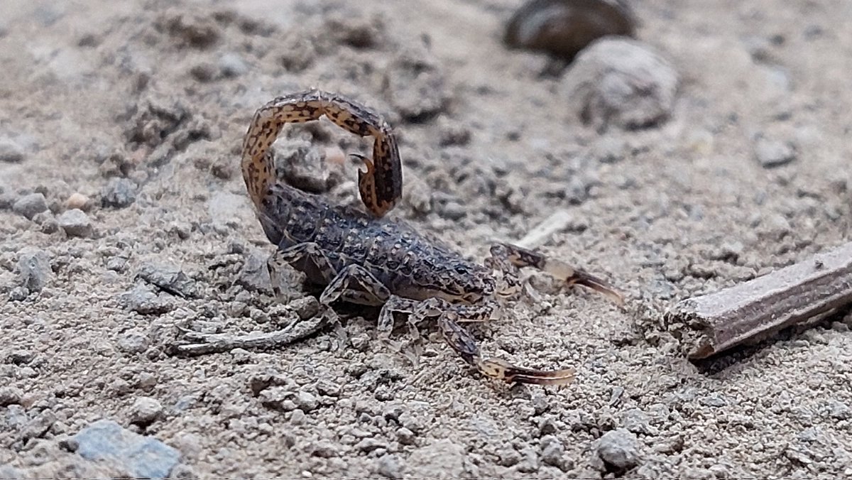 RobinSSci's tweet photo. These little scorpions were one of the highlights of last night's wildlife walk with some of the Scouts at #VicJam. https://t.co/s2QSb3tl39