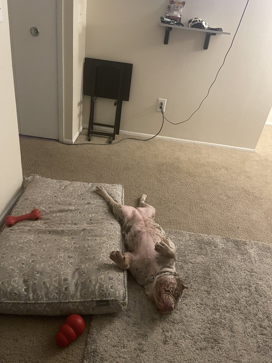 RICHBULLY5's tweet photo. Photo dump aka MILLI DUMP THA SEMI #RBK #BIGRBK #MILLIROCK #AMERICANBULLY #dogsoftwitter https://t.co/U6Scv5ytmo