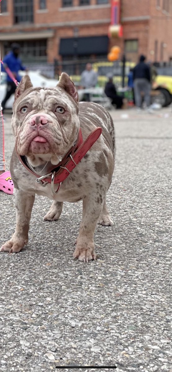 RICHBULLY5's tweet photo. Photo dump aka MILLI DUMP THA SEMI #RBK #BIGRBK #MILLIROCK #AMERICANBULLY #dogsoftwitter https://t.co/U6Scv5ytmo
