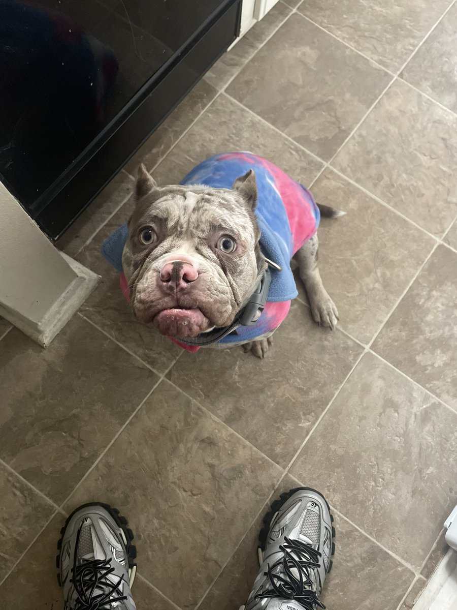 RICHBULLY5's tweet photo. Photo dump aka MILLI DUMP THA SEMI #RBK #BIGRBK #MILLIROCK #AMERICANBULLY #dogsoftwitter https://t.co/U6Scv5ytmo