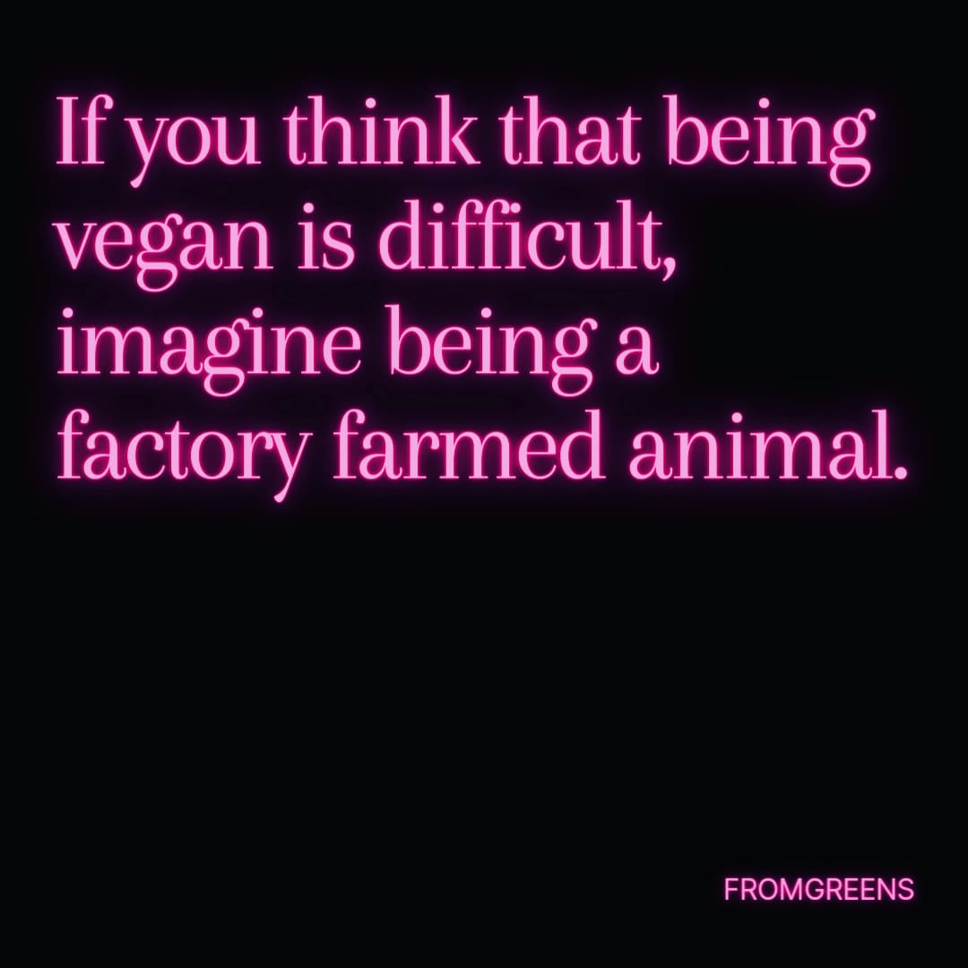 Sanderslife22's tweet photo. Imagine right, your born into this world to live for a few months then be brutally murdered to be someones quick 10 minutes of food. Sickening come on it's 2022 not 10,000bc evolution has changed theres alternatives in the world for everything without holding animals as slaves! https://t.co/qqrbPg0FHO