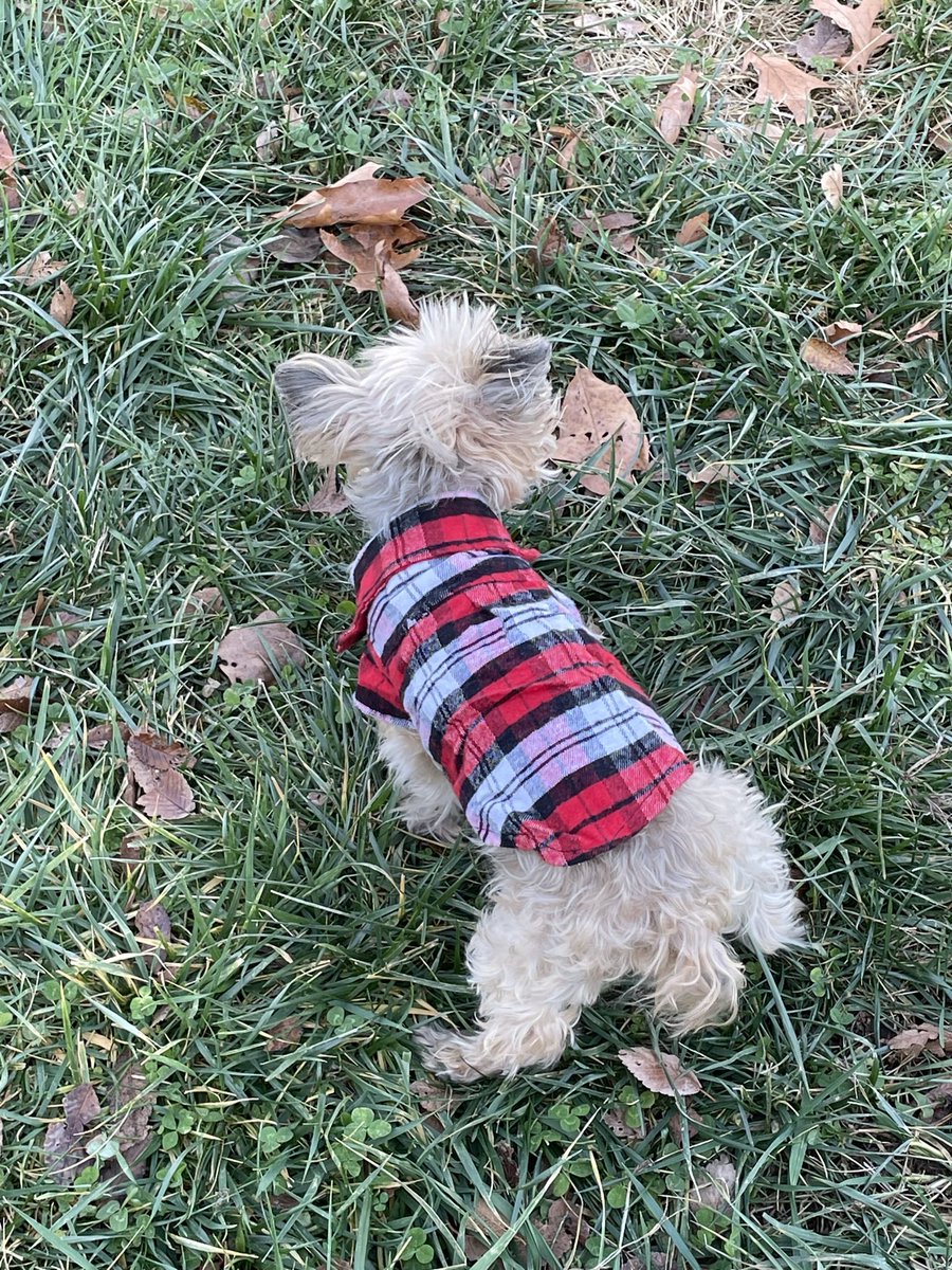 fly_pattern's tweet image. Sorry lads, no new “WolfGang” page this week due to me being very sick and too exhausted to do anything 😔
Here’s a pic of my dog in a shirt as a consolation prize 💕

#webcomic #UPDATE #Dog