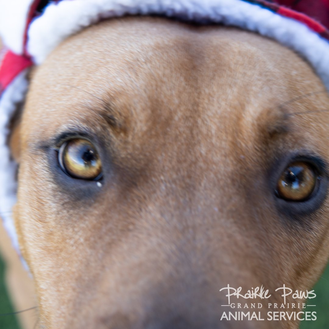 GPAS_TX's tweet photo. Today is Buckwheat’s (#A193523) 100th day at the shelter 😭
We can’t figure out why he is still here. He’s good with everyone— other dogs, kids, you name it! Let’s get him into a home ASAP!
https://t.co/WOXdVh235V #prairiepaws https://t.co/xvDg3KorZz