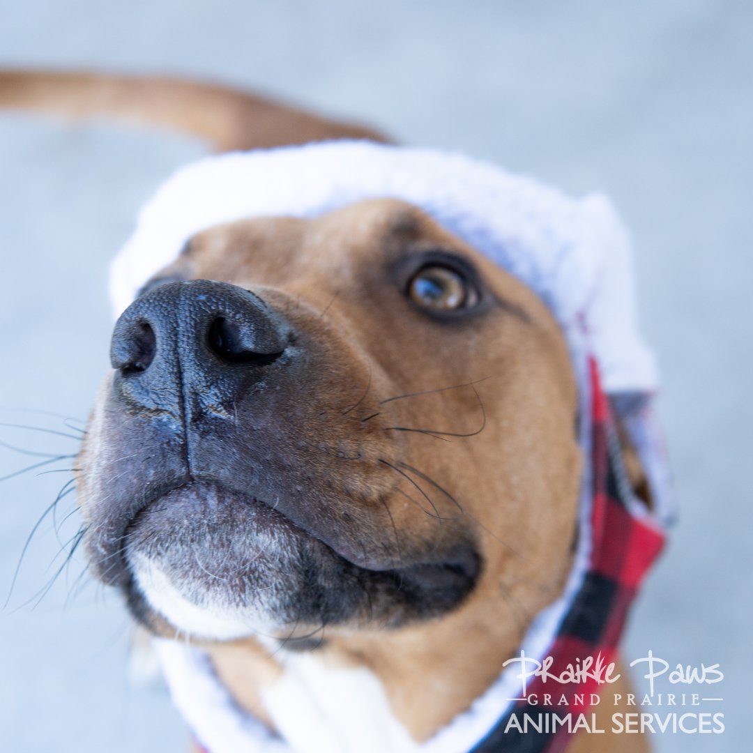GPAS_TX's tweet photo. Today is Buckwheat’s (#A193523) 100th day at the shelter 😭
We can’t figure out why he is still here. He’s good with everyone— other dogs, kids, you name it! Let’s get him into a home ASAP!
https://t.co/WOXdVh235V #prairiepaws https://t.co/xvDg3KorZz