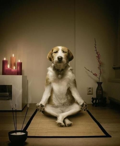 StephenNgCFA's tweet photo. A mind body alignment 🙂

#mind #body #meditation #mindfulness #calm https://t.co/3oLFwxnpzk