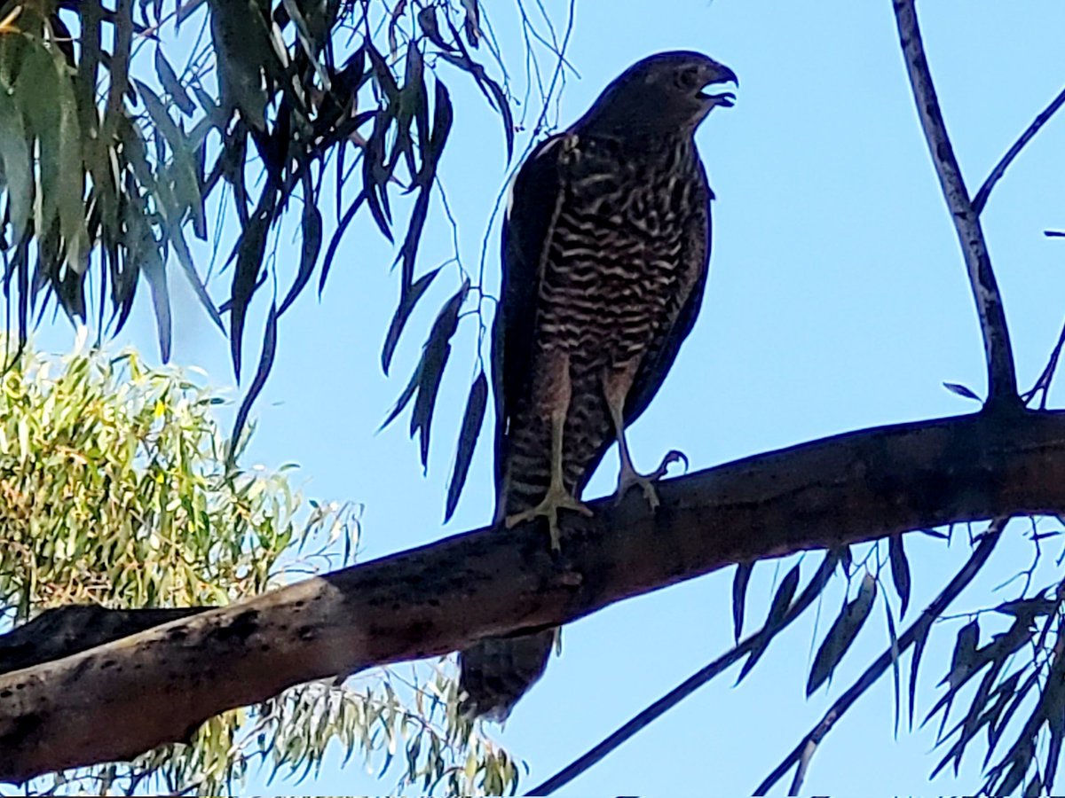 It is has been 40C plus all week here at #CharlesDarwinReserve. 

The heat has brought a gazillion flies but also some many birds and kangaroos trying to stay cool.

<a href="/BushHeritageAus/">Bush Heritage</a>
