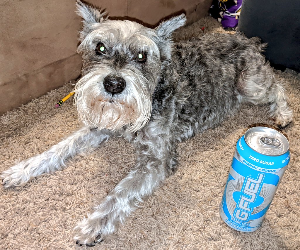 CritCityJ's tweet photo. Day 34 of trying to get sponsored by @GFuelEnergy !!!! #FlavorOfTheDay Blue Ice| Here is my 12 year old Miniature Schnauzer Lily, what pets do you have?
#GFUEL #FanFUELED #SponsorMe #pets https://t.co/926pBMiRqR