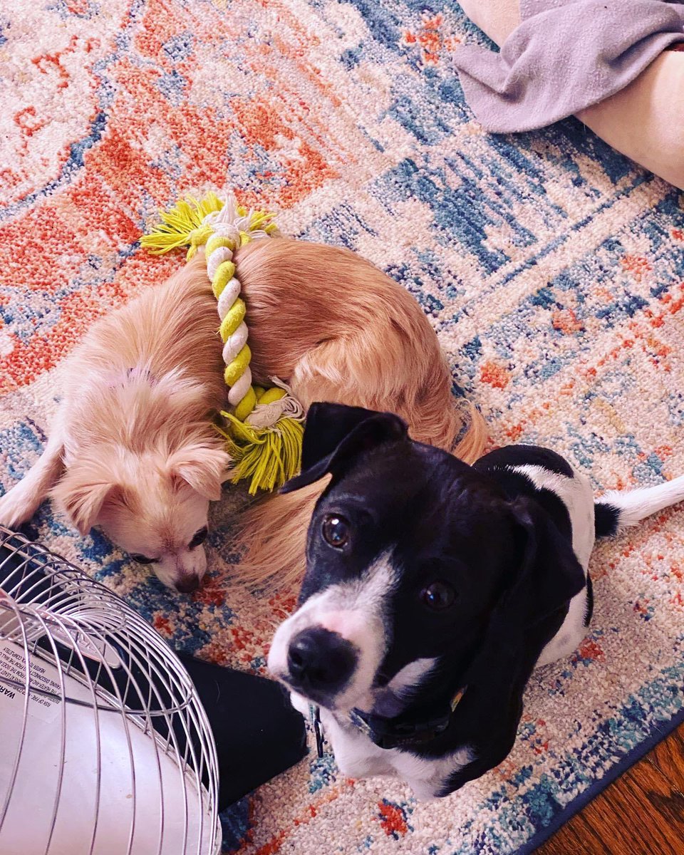 DaCrittaz's tweet photo. “No mama, I do not know how my rope toy ended up on my sister. But if she’d move from my spot by the heat disc, I’m sure it would disappear.” #brothersisterlove #itscoldoutside #rescuedogsoftwitter https://t.co/GLfVCz8MVI
