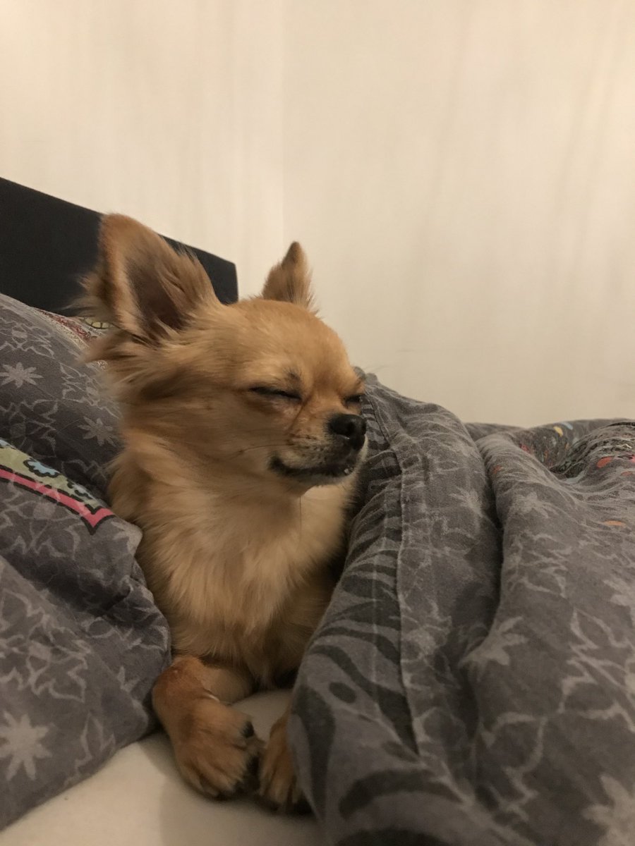 Pip_Jansse's tweet photo. #Slaaplekker #DogsofTwitter #Chihuahua #Pip_Jansse #Liefde https://t.co/GRycgXEg80