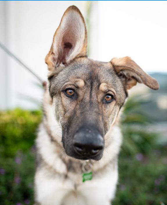 LCALrescue's tweet image. This could be the face that greets you when you come home! 
This handsome guy could accompany you on your daily walk. 
This good boy could be your boon companion.
This is Chevy and he is waiting for you at LastChanceAtLife.org.
#adopt #Foster #dogs #rescuedogs