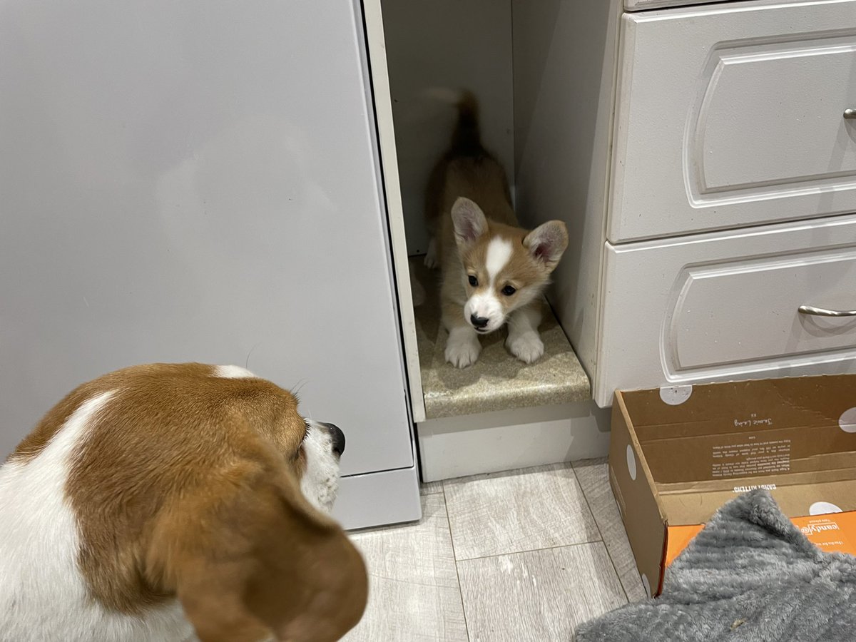 I now haz a brother from another mother!

#beagle #corgi #dogsoftwitter