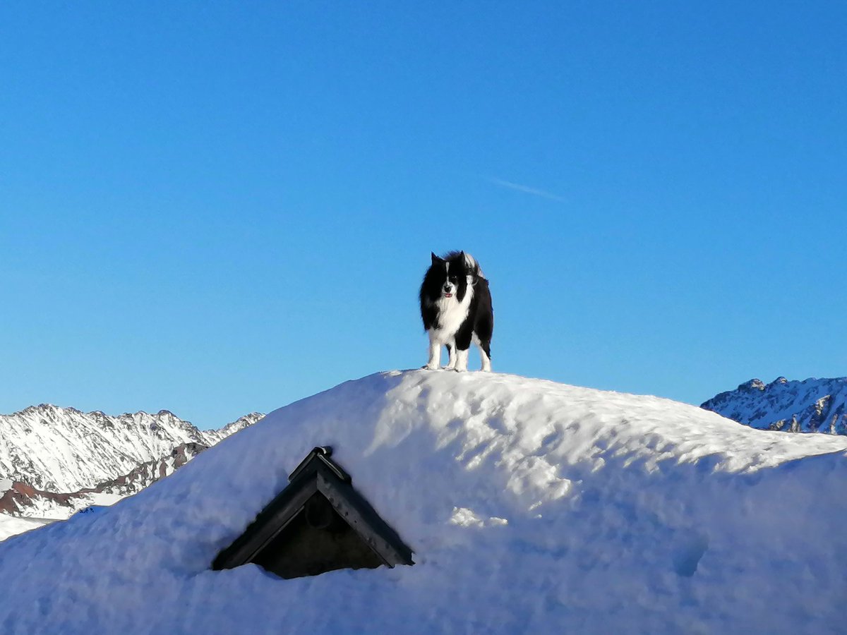 Bienvenue à Chamonix 🐶 🏔
#chamonix #winterwonderland #hiver #bienvenue #mountainlife #montblancmassif #alps #alpit #desalpes #massifdumontblanc #hautesavoie #alpesfrancaises #nature #outdoors #planair #goodtimes #soleil #ski #cestlavie #xcchamonix 👉 #yourchamonixexpert