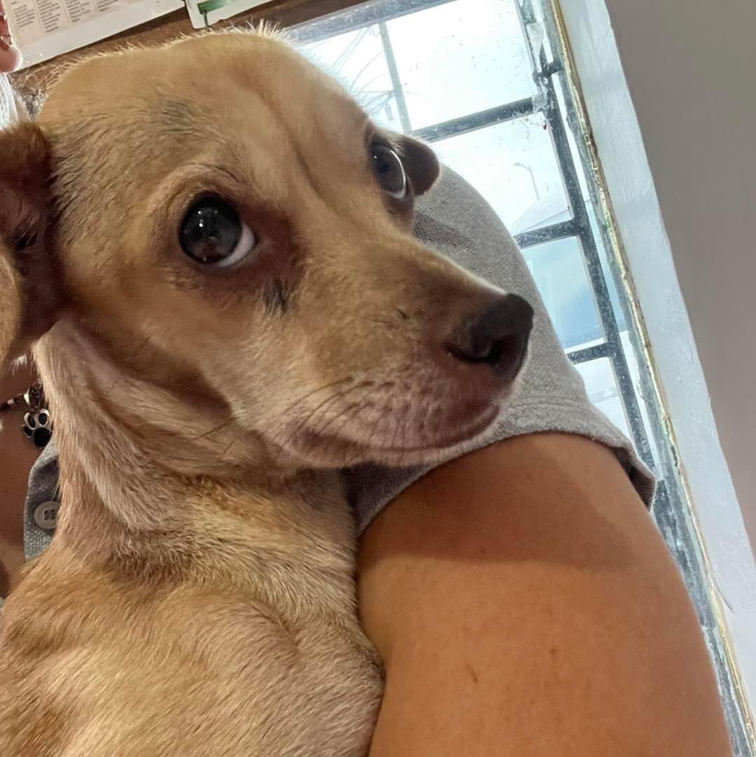 caninos911's tweet photo. Este día de reyes NO COMPRES , NO FOMENTES LA COMPRA Y VENTA DE ANIMALES DE COMPAÑÍA 

‼️EN ADOPCIÓN‼️
Mi nombre es Valentina , durante mucho tiempo sufrí muchos abusos de mi  “familia” ayúdame a compartir para que pronto encuentre un hogar donde me quieran mucho. 

#Caninos911 https://t.co/rEDKnt51Lp