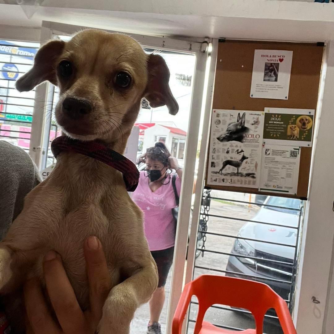 caninos911's tweet photo. Este día de reyes NO COMPRES , NO FOMENTES LA COMPRA Y VENTA DE ANIMALES DE COMPAÑÍA 

‼️EN ADOPCIÓN‼️
Mi nombre es Valentina , durante mucho tiempo sufrí muchos abusos de mi  “familia” ayúdame a compartir para que pronto encuentre un hogar donde me quieran mucho. 

#Caninos911 https://t.co/rEDKnt51Lp