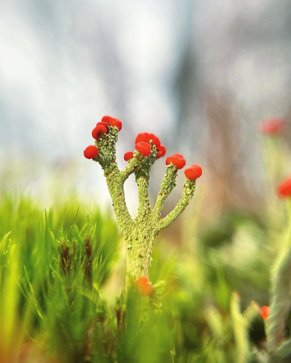 Lucy Lapwing tweet media