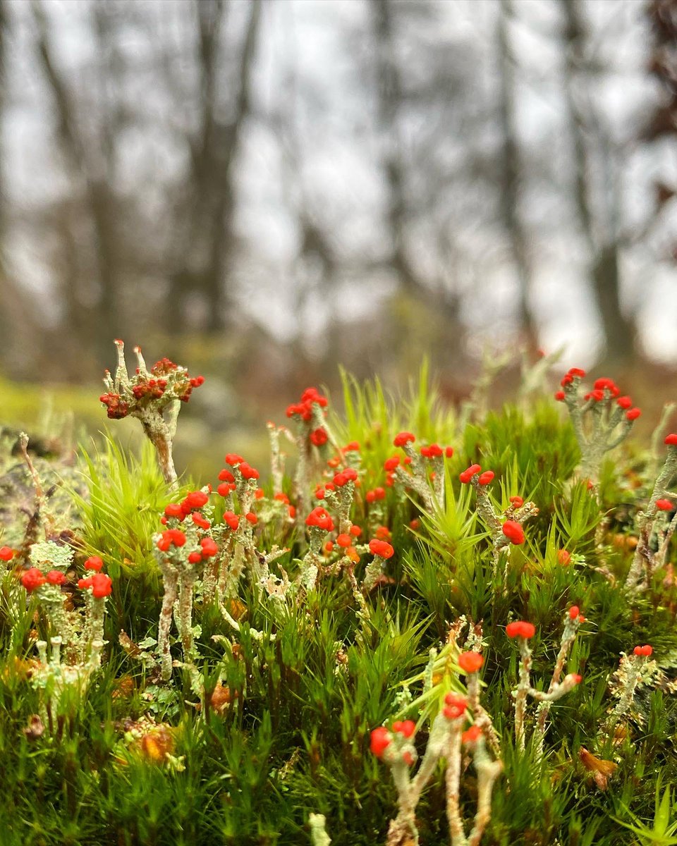 Lucy Lapwing tweet media
