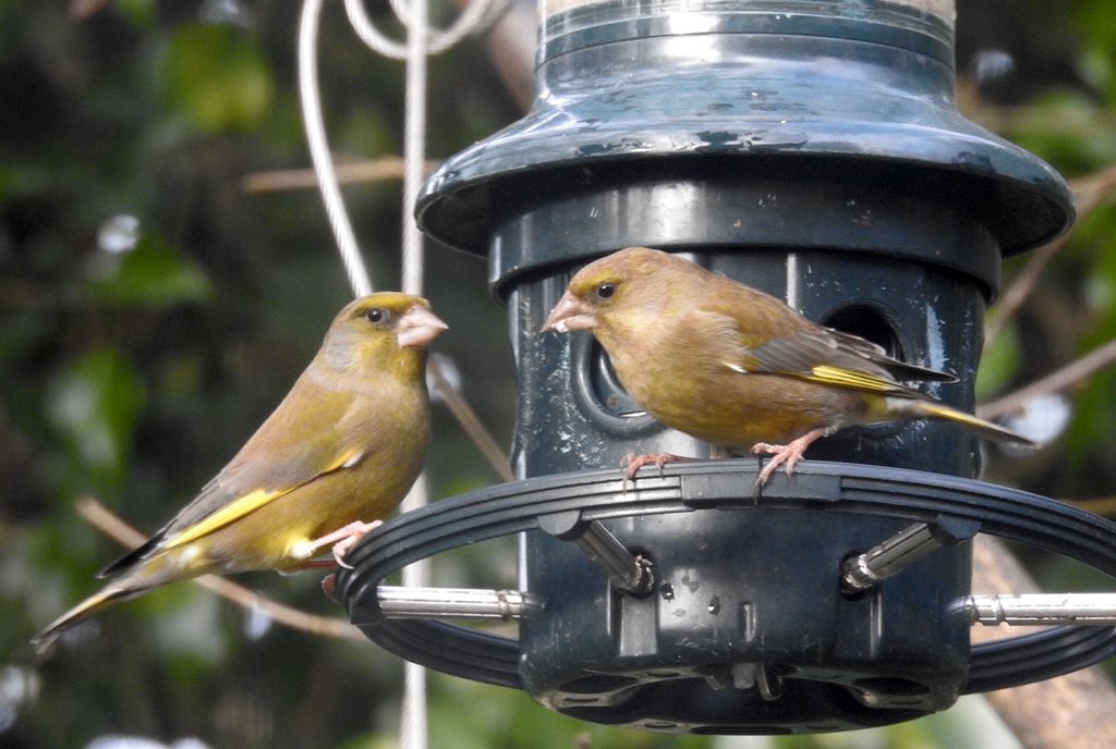 bernoid's tweet photo. Wonderful to see so many Greenfinches on the feeders today. Sadly they’ve been added to the U.K. Red List as #BoCC - Birds of Conservation Concern #RSPB #greenfinch #lookingatbirds  

https://t.co/R2u2BkWEX3 https://t.co/QGOSdDhhbB