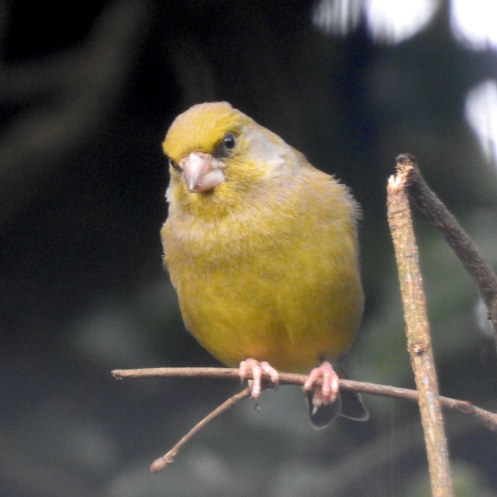 bernoid's tweet photo. Wonderful to see so many Greenfinches on the feeders today. Sadly they’ve been added to the U.K. Red List as #BoCC - Birds of Conservation Concern #RSPB #greenfinch #lookingatbirds  

https://t.co/R2u2BkWEX3 https://t.co/QGOSdDhhbB