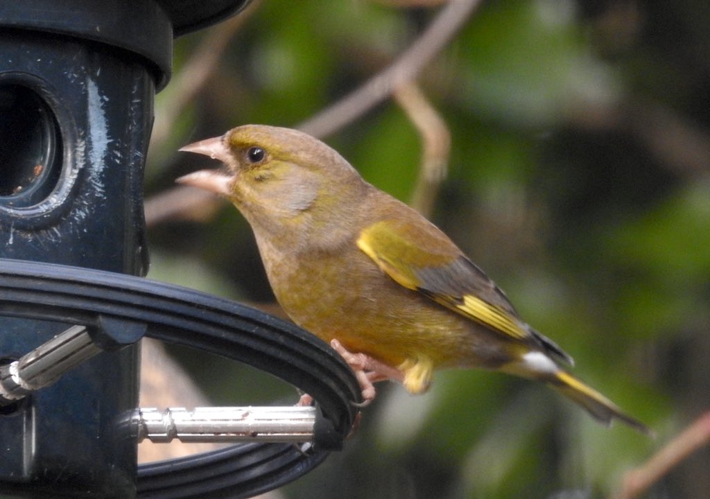 bernoid's tweet photo. Wonderful to see so many Greenfinches on the feeders today. Sadly they’ve been added to the U.K. Red List as #BoCC - Birds of Conservation Concern #RSPB #greenfinch #lookingatbirds  

https://t.co/R2u2BkWEX3 https://t.co/QGOSdDhhbB