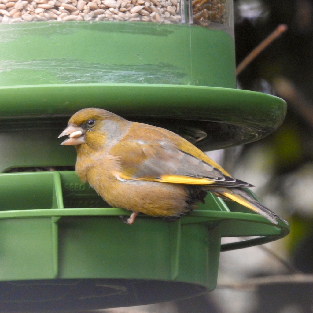 bernoid's tweet photo. Wonderful to see so many Greenfinches on the feeders today. Sadly they’ve been added to the U.K. Red List as #BoCC - Birds of Conservation Concern #RSPB #greenfinch #lookingatbirds  

https://t.co/R2u2BkWEX3 https://t.co/QGOSdDhhbB
