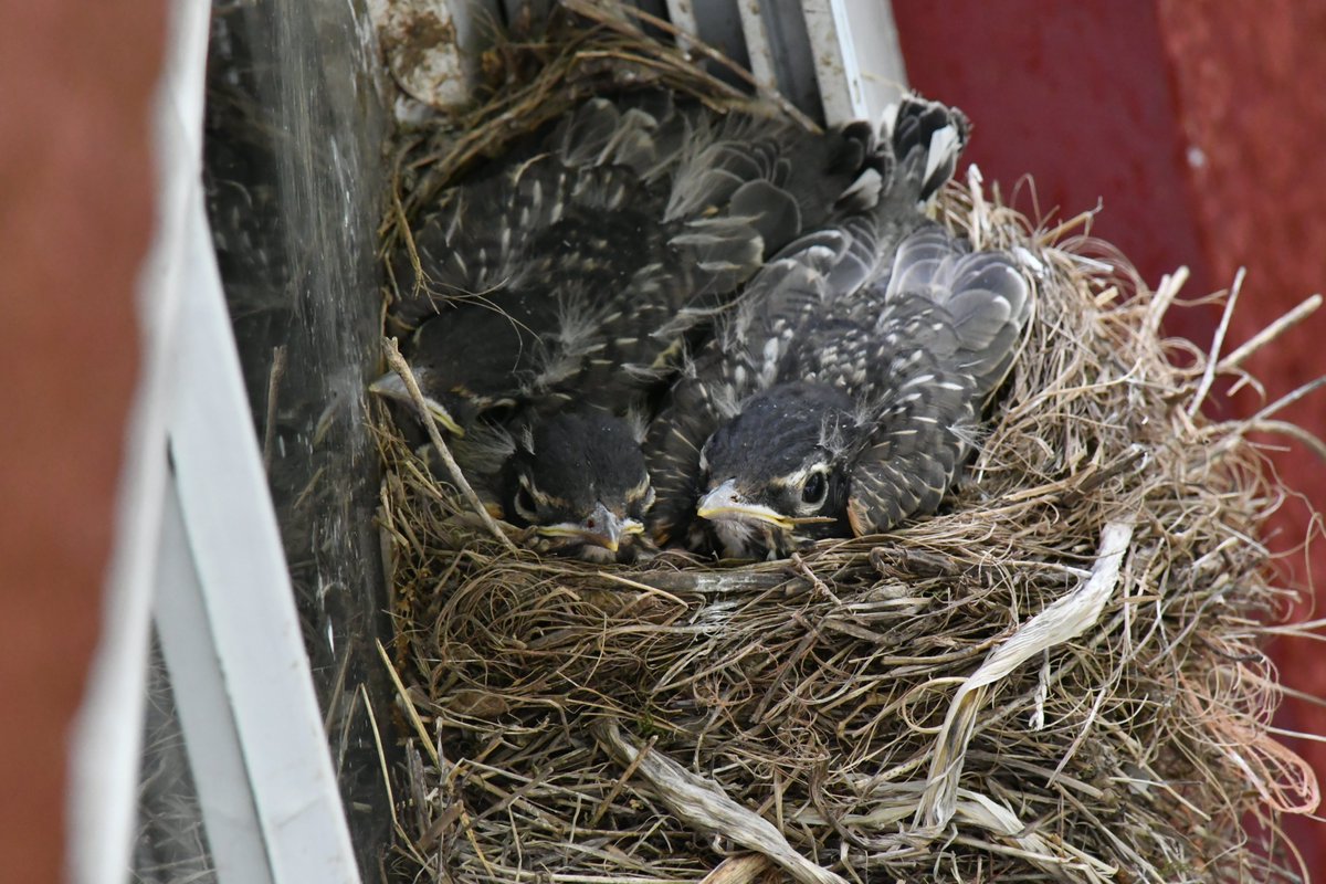 oak_spring's tweet photo. Happy #NationalBirdDay ! Supporting and monitoring the wildlife that calls Oak Spring home, including our range of native bird species, is an important part of our work. Here are some of our favorite bird captures from 2021. 🦅🐦 
(📸📸 Michael Carr) https://t.co/rk6JimRxjt