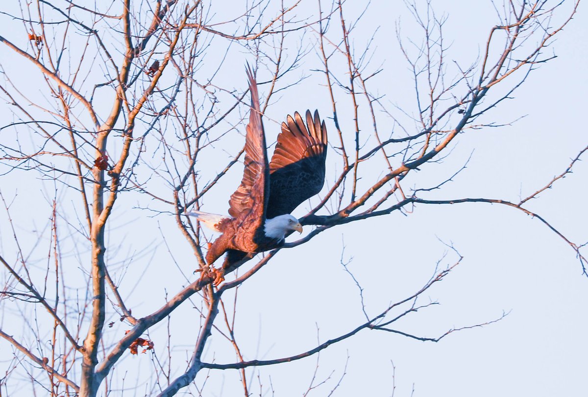 oak_spring's tweet photo. Happy #NationalBirdDay ! Supporting and monitoring the wildlife that calls Oak Spring home, including our range of native bird species, is an important part of our work. Here are some of our favorite bird captures from 2021. 🦅🐦 
(📸📸 Michael Carr) https://t.co/rk6JimRxjt