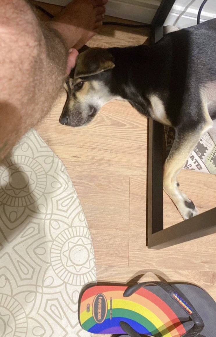 OMeuTalvez's tweet photo. Ela sai da cama dela pra ficar pedindo carinho #JujuCarente 🥰🐕🦺 https://t.co/arZIr3hMvN