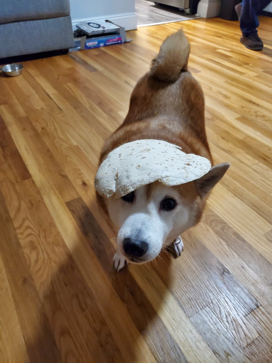 ThePointNerd1's tweet photo. @LilyPichu Have a tortilla shiba! https://t.co/q9QNC2AYHm