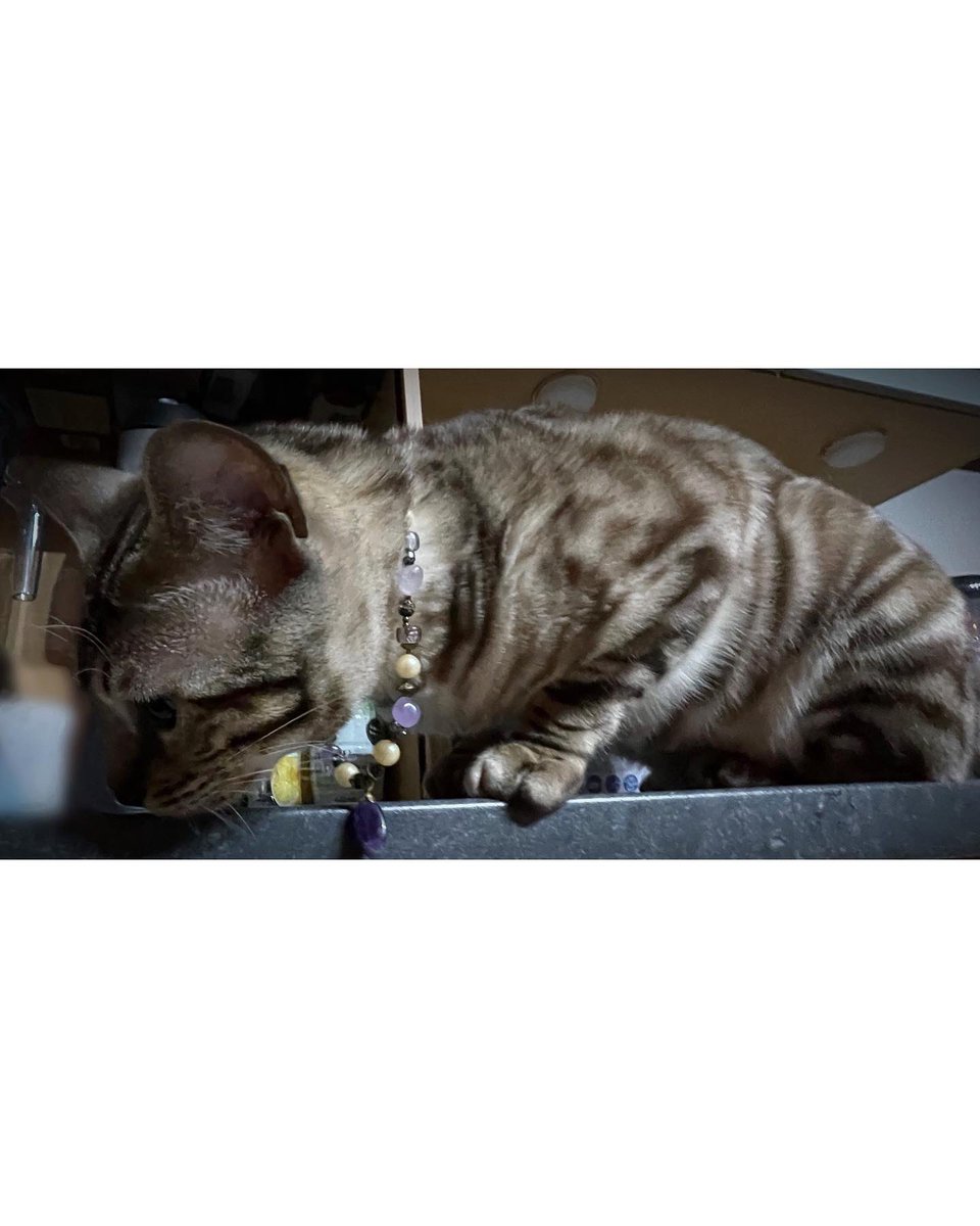 luminousepinoia's tweet photo. Because Cats Are Divine
… and
🎶 Some Cats Are Blinger
      Than Others 🎶 😸

#homemadejewelry
#AdoptDontShop

(He just had it on for a short while and is now peacefully sleeping without.) https://t.co/0mL7hNQH4N