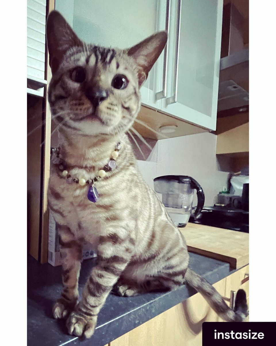 luminousepinoia's tweet photo. Because Cats Are Divine
… and
🎶 Some Cats Are Blinger
      Than Others 🎶 😸

#homemadejewelry
#AdoptDontShop

(He just had it on for a short while and is now peacefully sleeping without.) https://t.co/0mL7hNQH4N